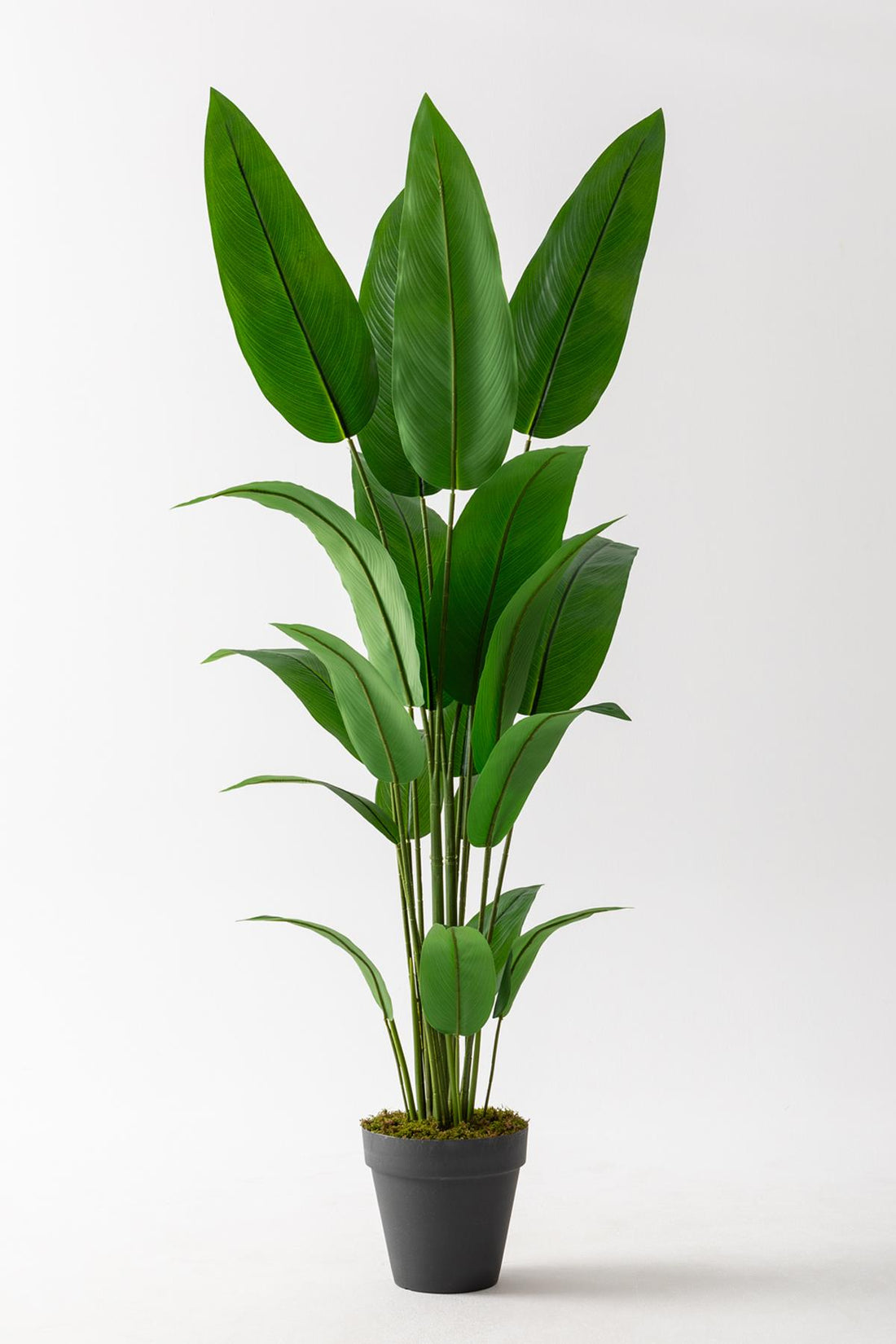 Yapay Ağaç Starliçe 160 Cm Siyah Saksı