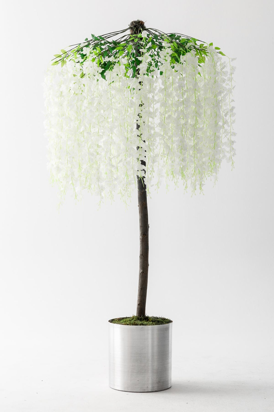 Yapay Akasya Ağacı Beyaz 180 Cm