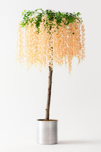 Yapay Akasya Ağacı Somon 180 Cm