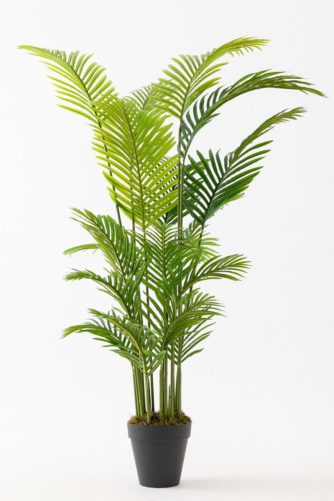 Yapay Areka Palmiyesi Ağacı