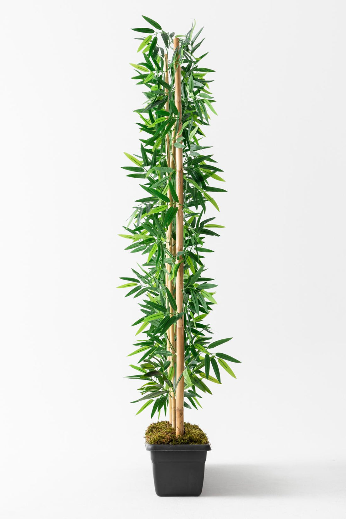 Yapay Bambu Seperatör Antrasit Saksılı 180 Cm