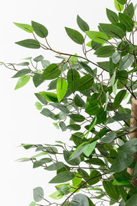 Yapay Benjamin Ağacı 130 Cm