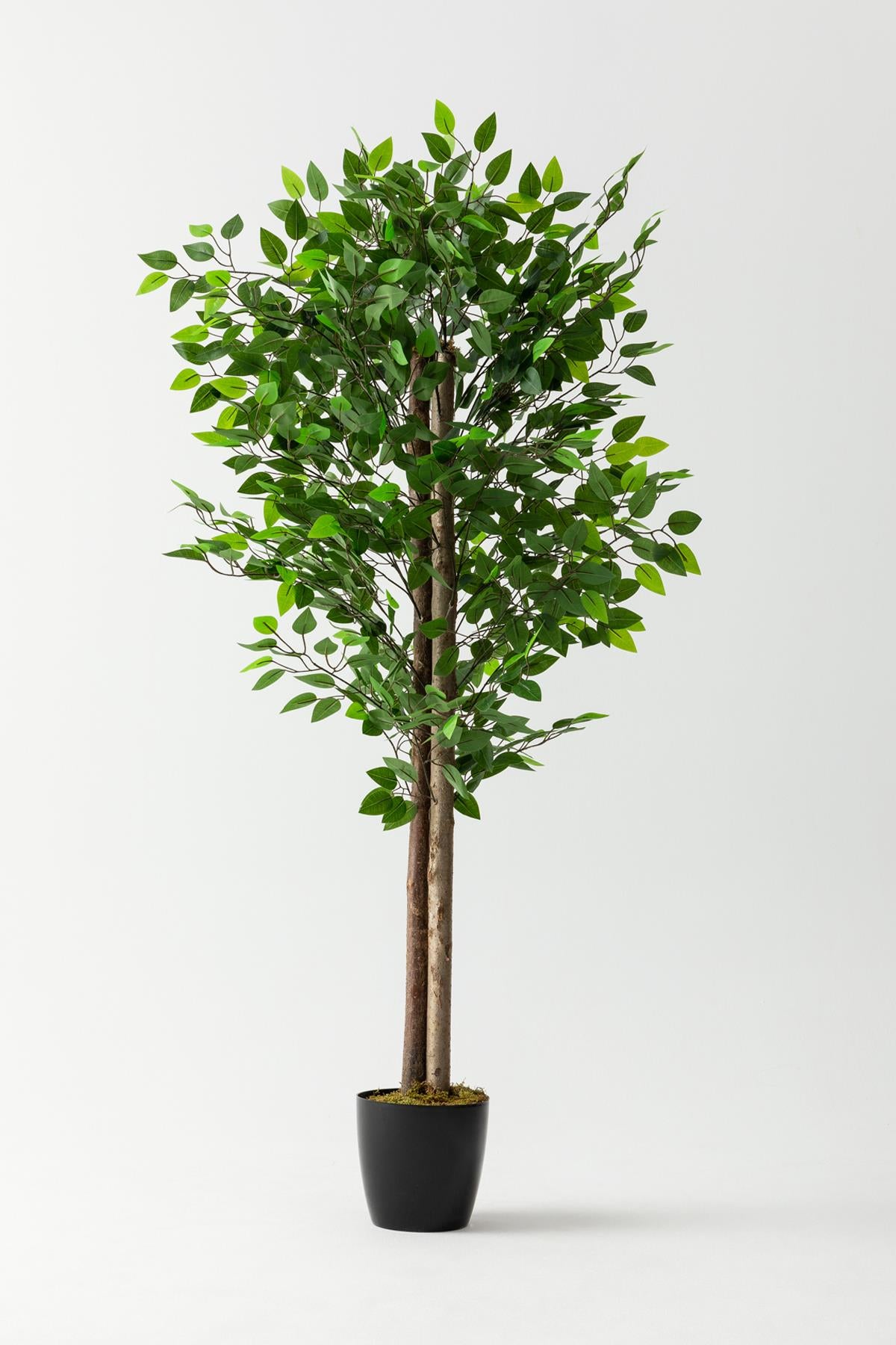 Yapay Benjamin Ağacı 160 Cm