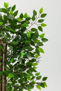 Yapay Benjamin Ağacı 160 Cm