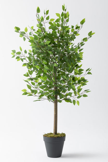 Yapay Benjamin Ağacı 160 Cm 72 Dal