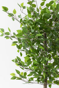 Yapay Benjamin Ağacı 160 Cm 72 Dal