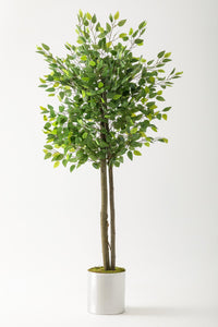 Yapay Benjamin Ağacı 160 Cm Metal Saksı