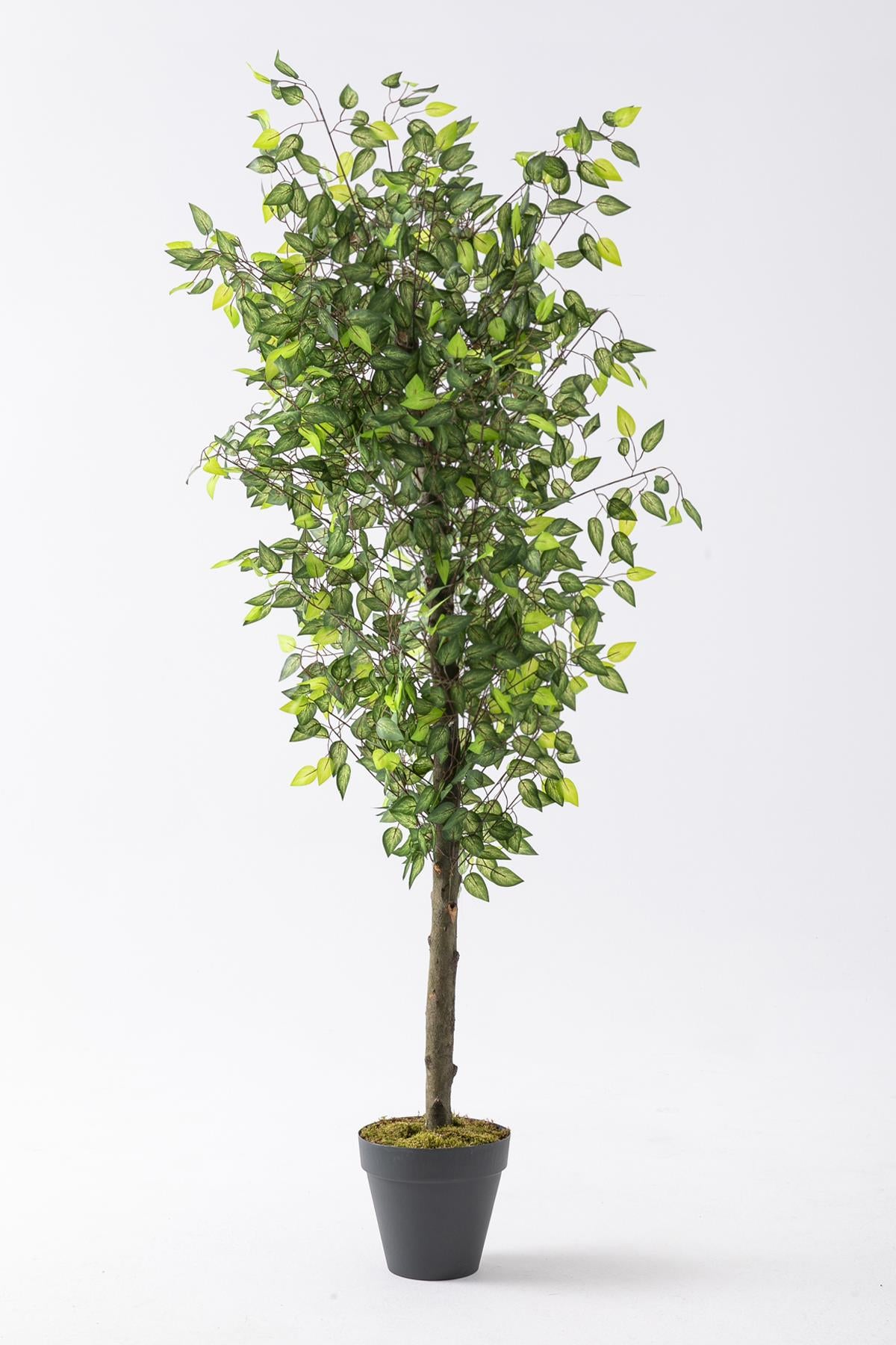 Yapay Benjamin Ağacı 180 Cm 108 Dal Açık Yeşil