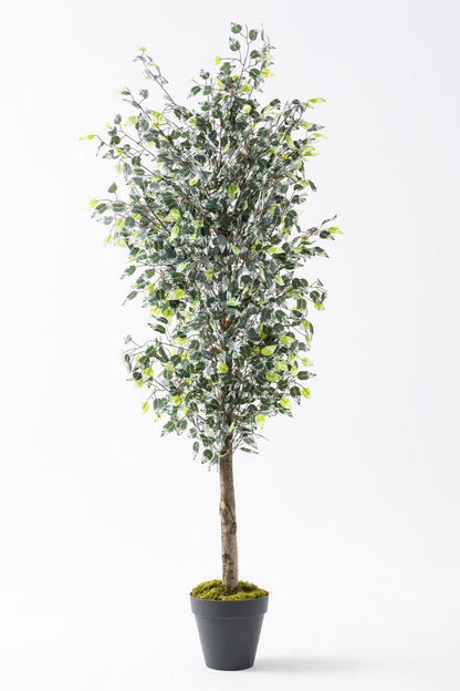 Yapay Benjamin Ağacı 180 Cm 108 Dal Yeşil Beyaz