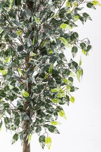 Yapay Benjamin Ağacı 180 Cm 108 Dal Yeşil Beyaz