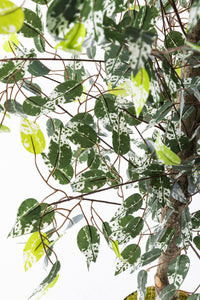 Yapay Benjamin Ağacı 180 Cm 108 Dal Yeşil Beyaz