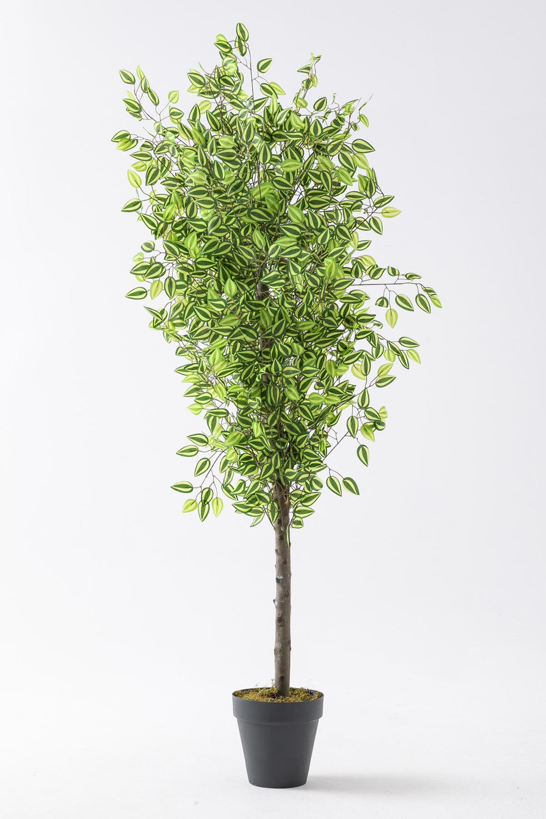 Yapay Benjamin Ağacı 180 Cm 108 Dal Yeşil Sarı