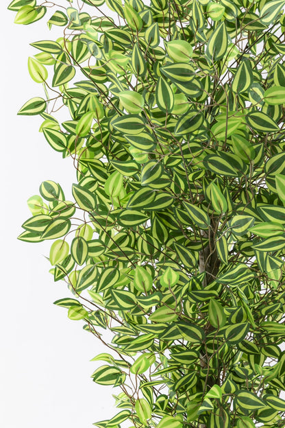 Yapay Benjamin Ağacı 180 Cm 108 Dal Yeşil Sarı