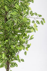 Yapay Benjamin Ağacı 180 Cm 108 Dal Yeşil Sarı