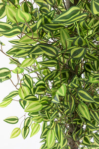 Yapay Benjamin Ağacı 180 Cm 108 Dal Yeşil Sarı