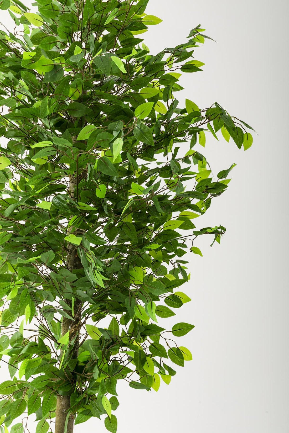 Yapay Benjamin Ağacı 180 Cm Beyaz Gold Metal Saksı