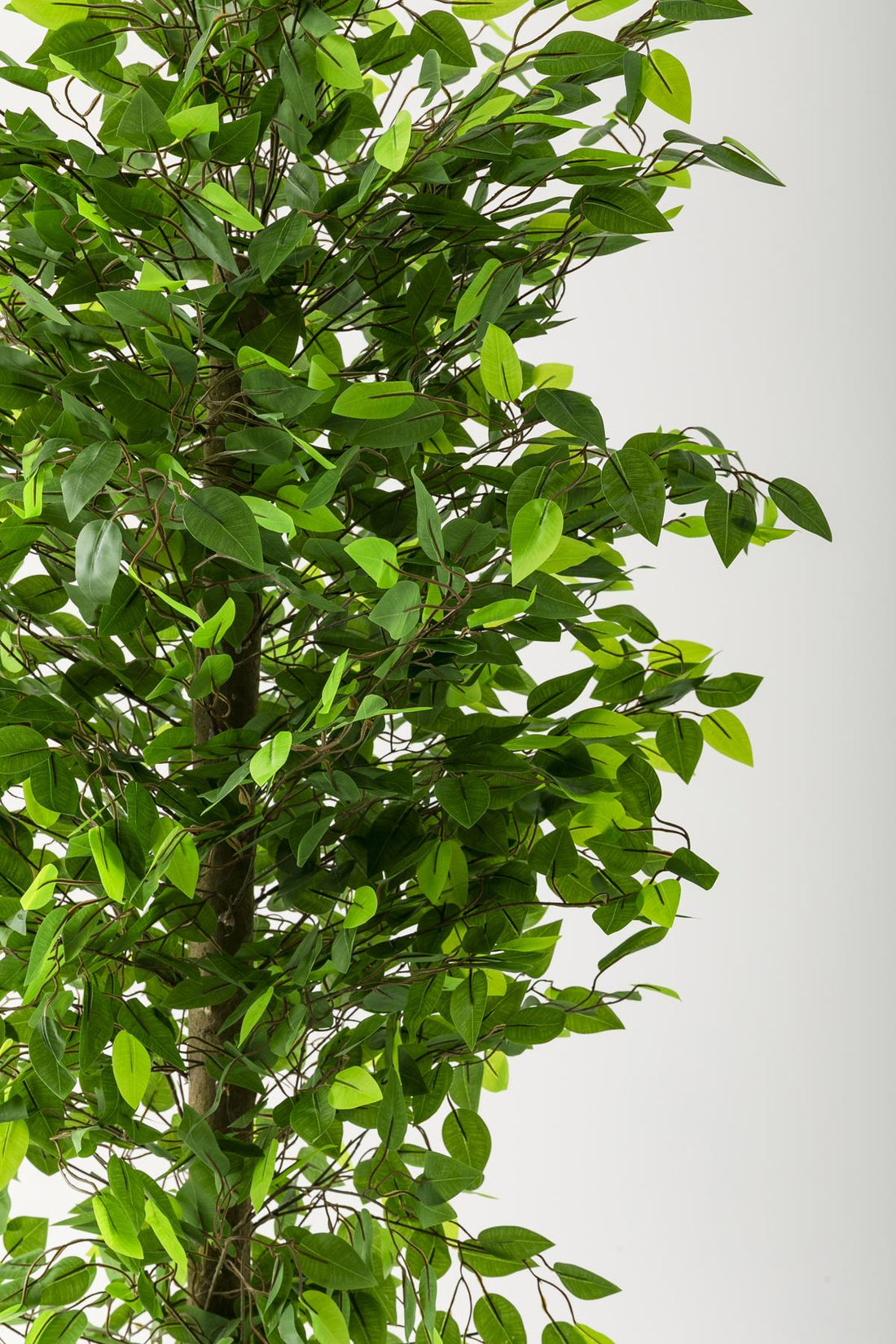 Yapay Benjamin Ağacı 180 Cm Gold Metal Saksı