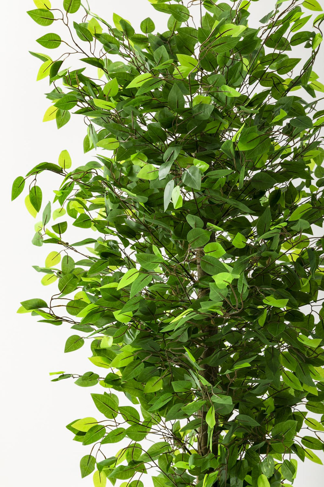 Yapay Benjamin Ağacı 180 Cm Krem Gold Metal Saksı