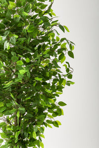 Yapay Benjamin Ağacı 180 Cm Krem Gold Metal Saksı