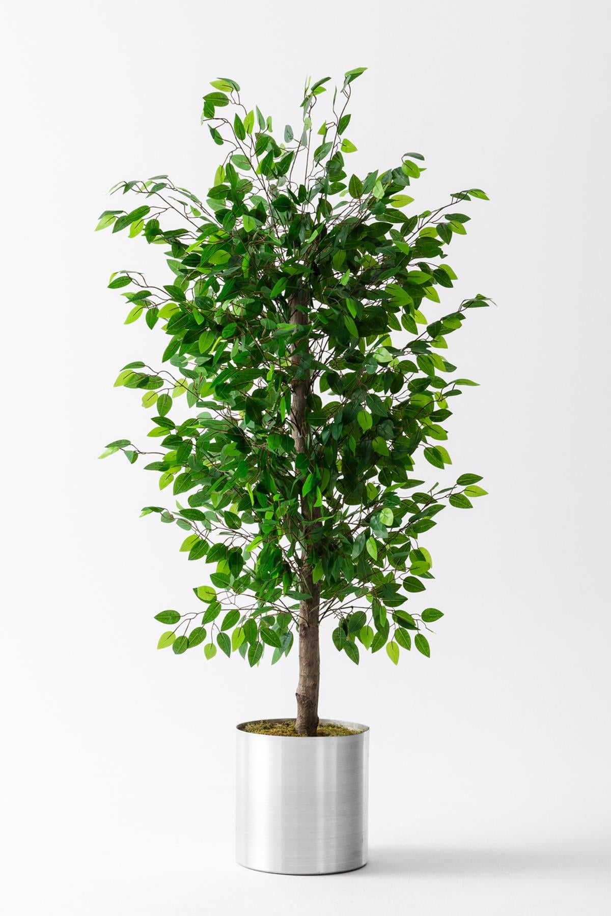 Yapay Benjamin Ağacı 180 Cm (Saksısız)