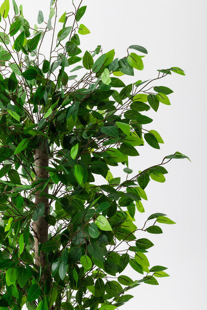 Yapay Benjamin Ağacı 180 Cm (Saksısız)