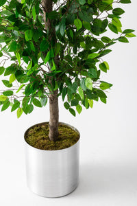 Yapay Benjamin Ağacı 180 Cm (Saksısız)