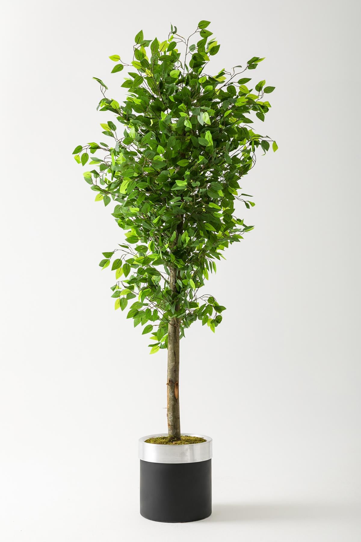 Yapay Benjamin Ağacı 180 Cm Siyah Gümüş Metal Saksı