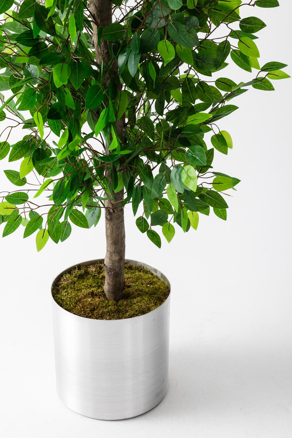 Yapay Benjamin Ağacı 200 Cm