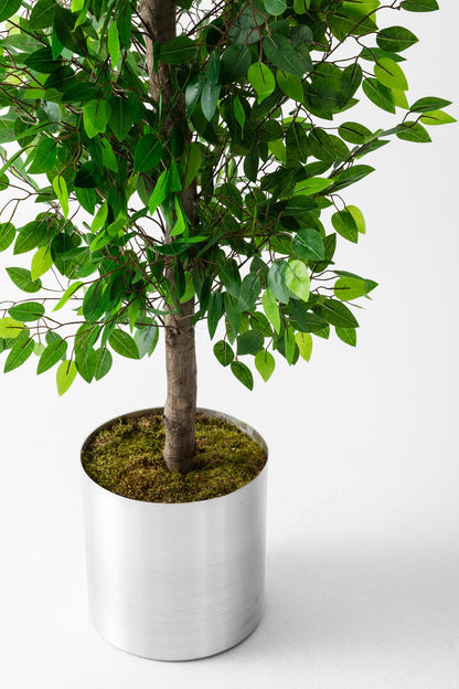 Yapay Benjamin Ağacı 200 Cm