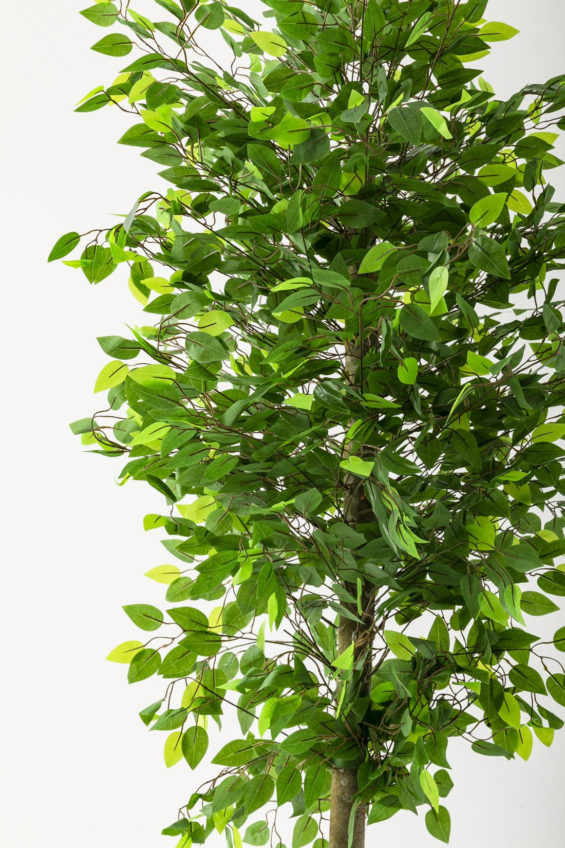 Yapay Benjamin Ağacı 200 Cm Beyaz Gold Metal Saksı