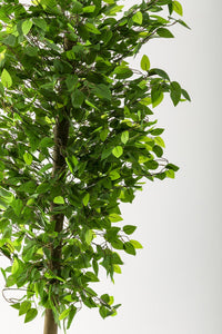 Yapay Benjamin Ağacı 200 Cm Kahverengi Metal Gold Metal Saksı