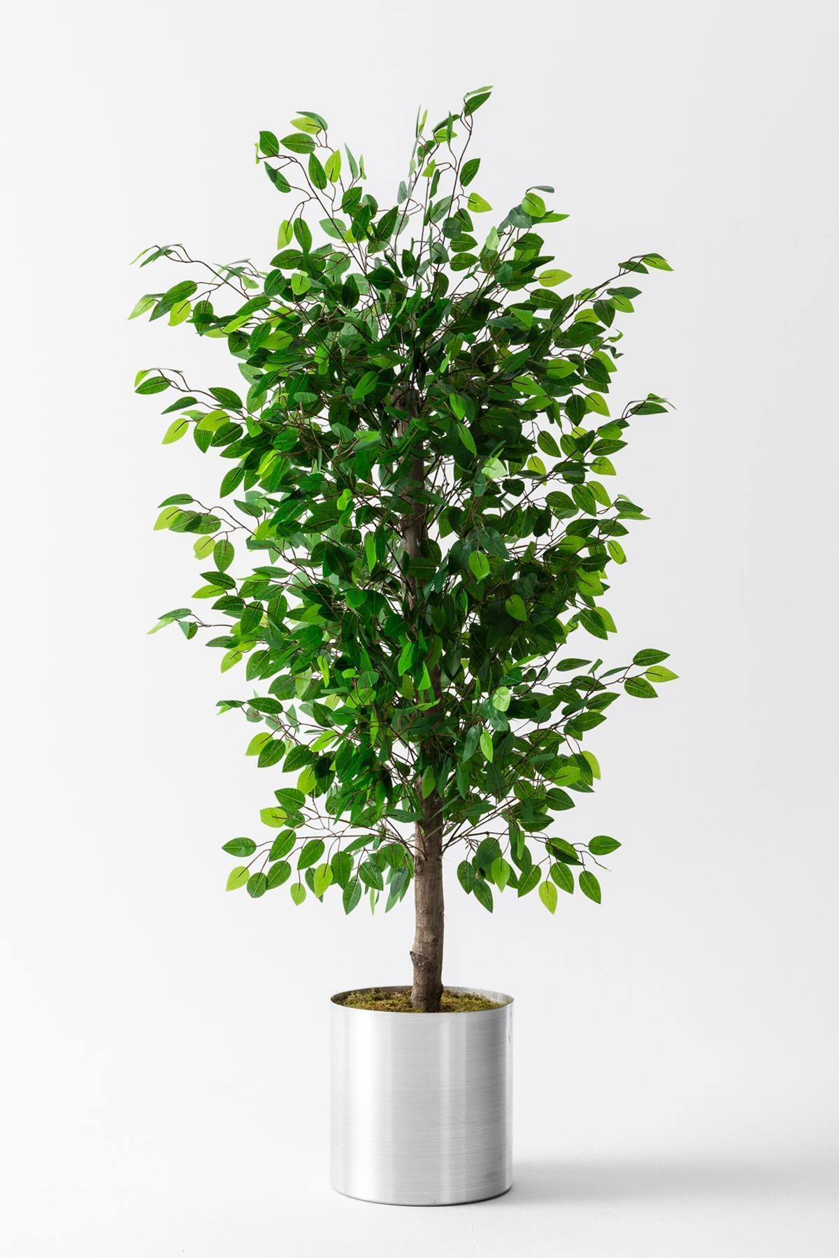 Yapay Benjamin Ağacı 200 Cm (Saksısız)