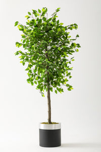 Yapay Benjamin Ağacı