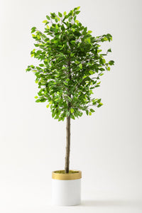 Yapay Benjamin Ağacı