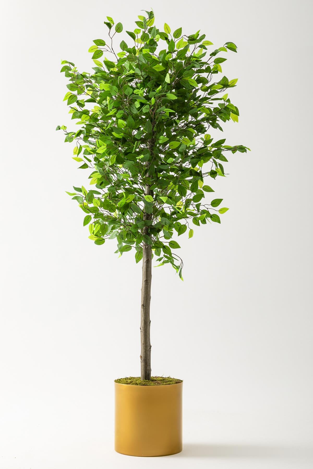 Yapay Benjamin Ağacı