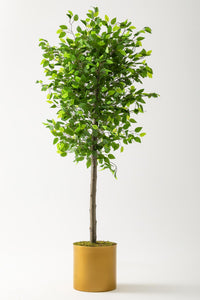 Yapay Benjamin Ağacı