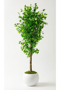 Yapay Benjamin Ağacı