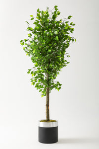 Yapay Benjamin Ağacı