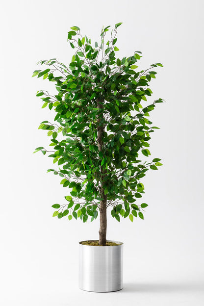 Yapay Benjamin Ağacı