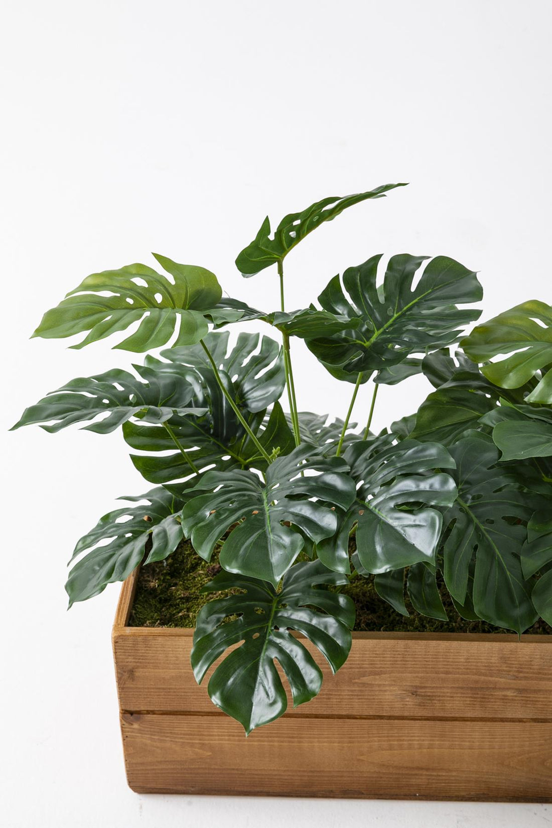 Yapay Bodur Çiçeklik Devetabanı 65 Cm