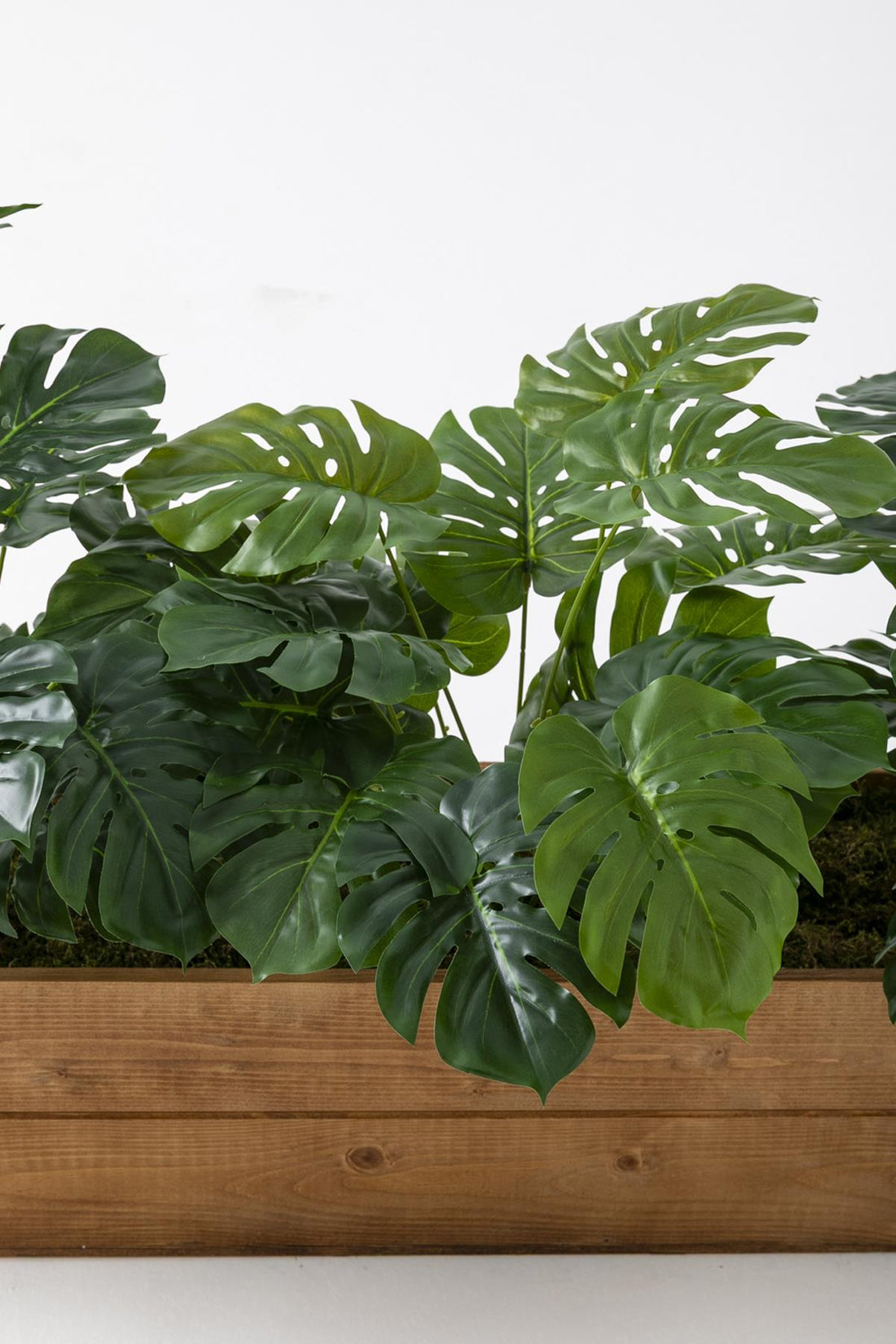 Yapay Bodur Çiçeklik Devetabanı 65 Cm