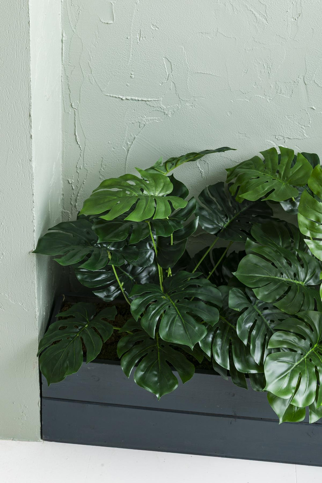 Yapay Bodur Çiçeklik Devetabanı 65 Cm Antrasit Saksı