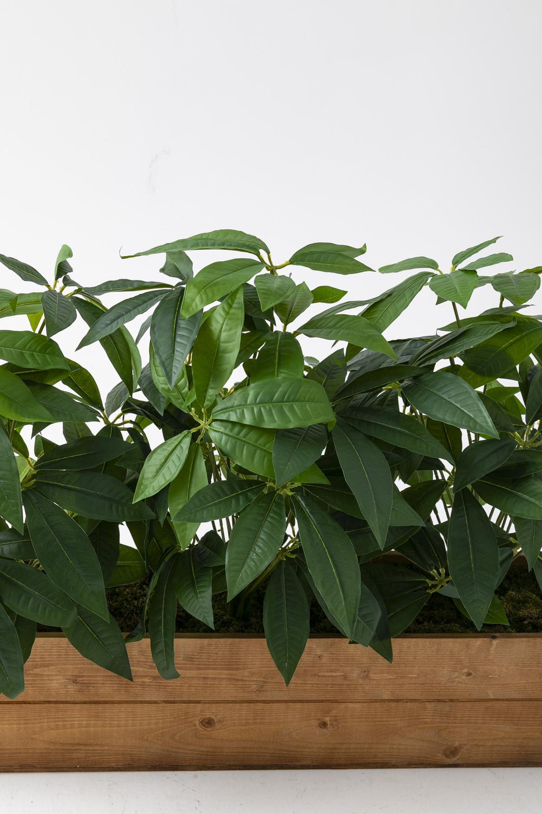 Yapay Bodur Çiçeklik Para Ağacı 80 Cm