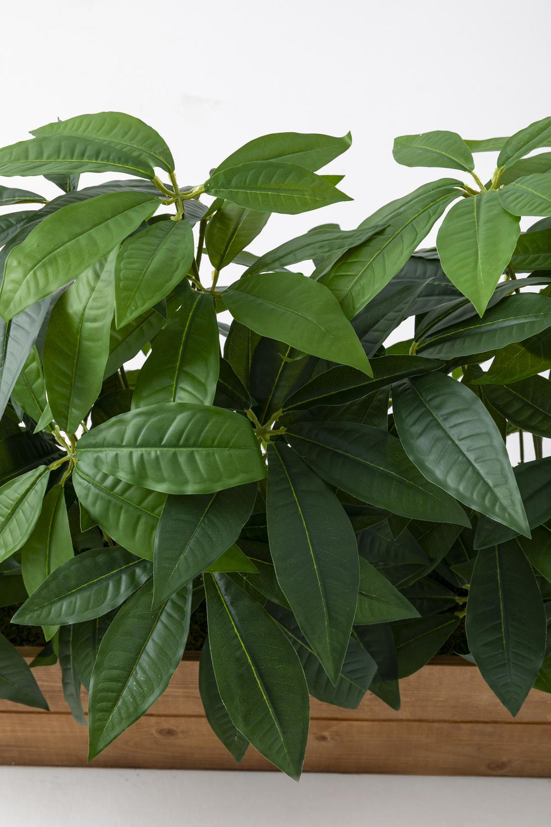 Yapay Bodur Çiçeklik Para Ağacı 80 Cm