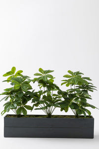 Yapay Bodur Çiçeklik Şefrole 80 Cm Antrasit Saksı