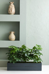 Yapay Bodur Çiçeklik Şefrole 80 Cm Antrasit Saksı