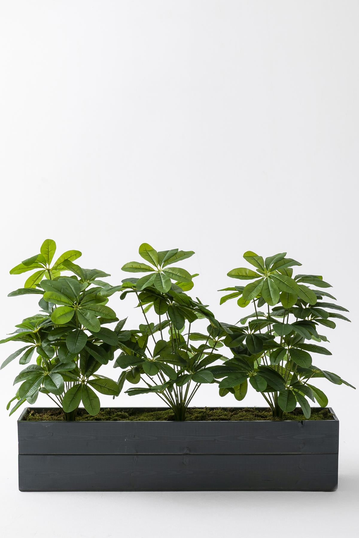 Yapay Bodur Çiçeklik Şefrole 80 Cm Antrasit Saksı