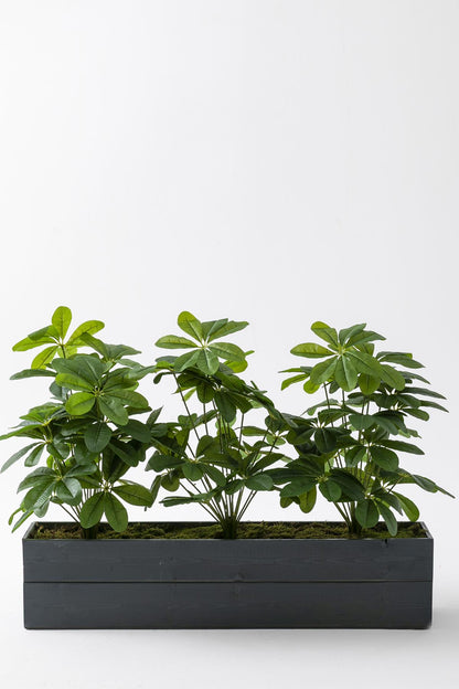 Yapay Bodur Çiçeklik Şefrole 80 Cm Antrasit Saksı