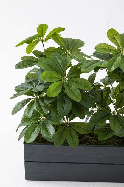 Yapay Bodur Çiçeklik Şefrole 80 Cm Antrasit Saksı