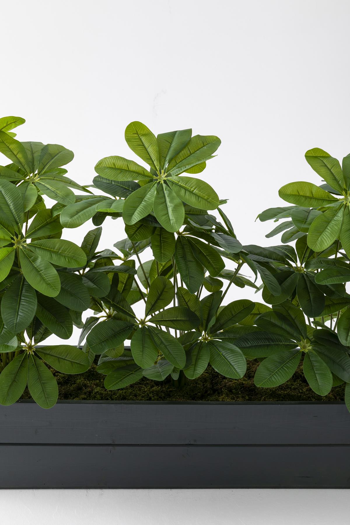 Yapay Bodur Çiçeklik Şefrole 80 Cm Antrasit Saksı